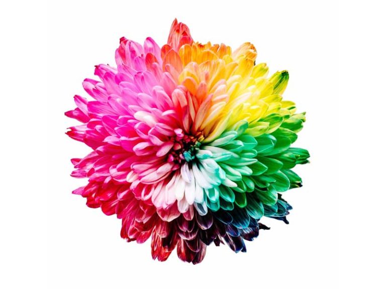 Bloem 800x600 768x576