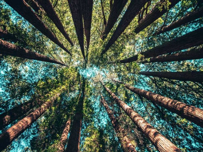 Boom 800x600 768x576